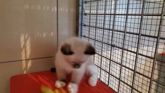 Chaton Ragdoll 18/3 смотреть онлайн