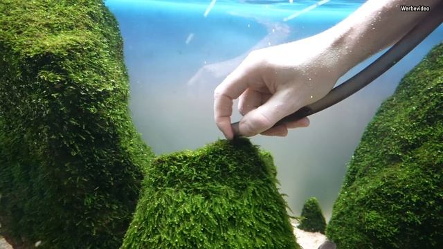 Moose im Aquarium schneiden/rupfen mit dem Moossauger | Profi Tipp смотреть онлайн