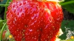 Земляника садовая Царица (TCaritca). Краткий обзор, описание характеристик, где купить рассада