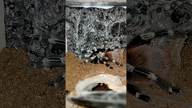 Кормление пауков-птицеедов #shorts смотреть онлайн