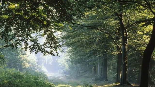 The Beauty of nature - Relaxing music смотреть онлайн