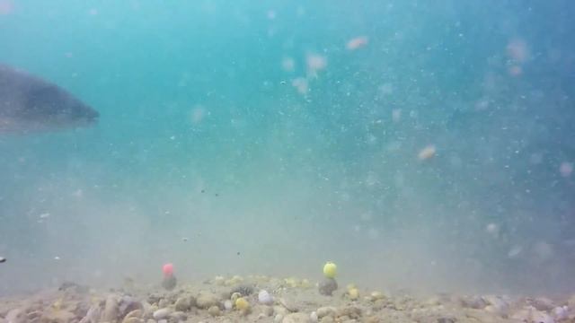 Амур под водой. Бойлы. HD смотреть онлайн
