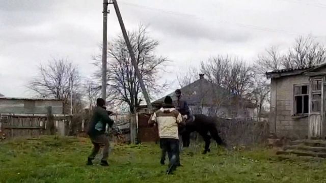 Обучение Адыгэш. Шишхов Азамат #кабардинскаяпородалошадей #адыгэш #егерухай #адыгэш #черкесы смотреть онлайн