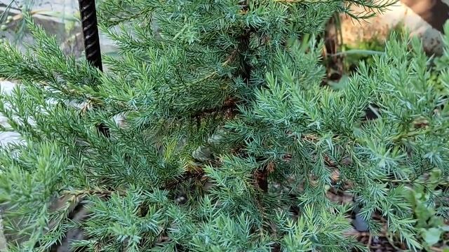 Хвойные растения. Июнь 2021 г. Потери и новые приобретения. смотреть онлайн