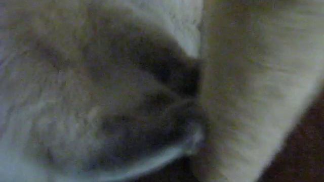 как хорошо иметь свой дом ...кошкин дом смотреть онлайн