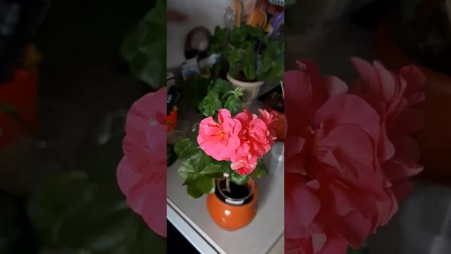 Пеларгония PAC Vicky смотреть онлайн