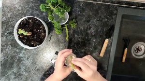 Размножение душистой пеларгонии Graveolens