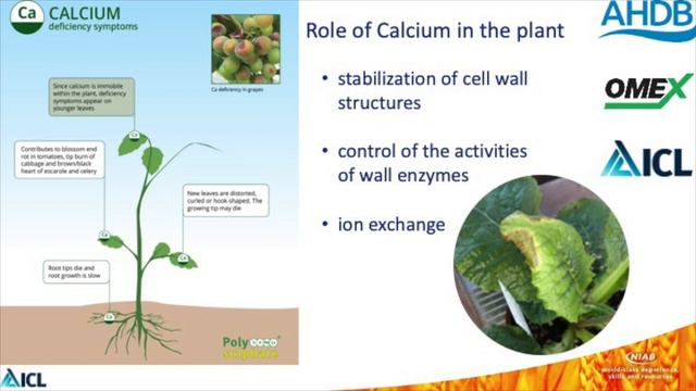 The effects of nutrition on leaf edge scorch in Primula смотреть онлайн