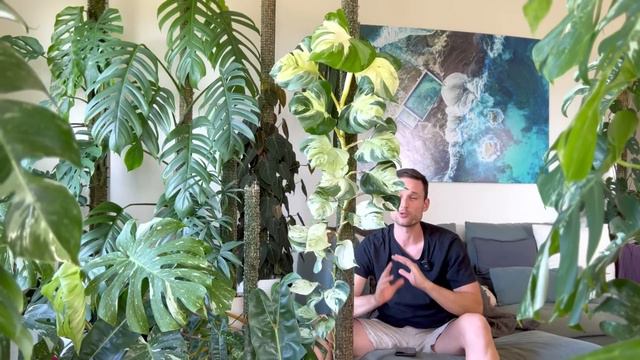 LARGE POTHOS - Care Tips & Plant Spotlight - Epipremnum 'Manjula'