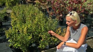 Живые изгороди: Кизильник блестящий (Cotoneaster Lucidus)