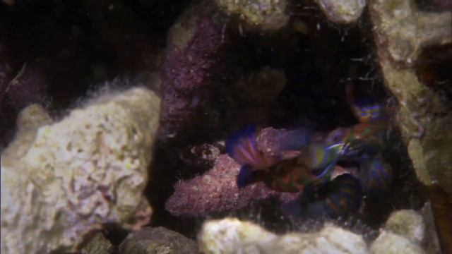 Мандаринки (Synchiropus splendidus) — брачные поединки и нерест. смотреть онлайн