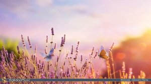 Трепещущая лирика виолончели. 50 лучших произведений