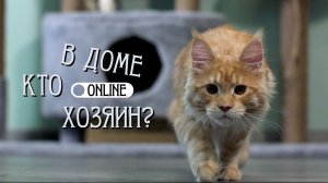 КОТЁНОК ДО КРОВИ КУСАЕТ ХОЗЯЕВ!