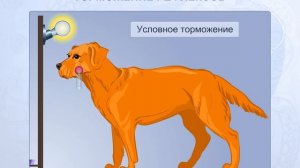 Торможение рефлексов. Биология для школьников