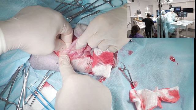 Молочная железа удаляем у собаки смотреть онлайн