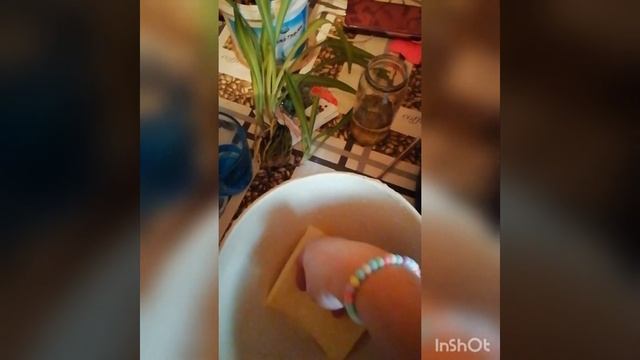 пересадка комнатных цветов, Эухарис и Традисканция.учимся вместе сажать. смотреть онлайн