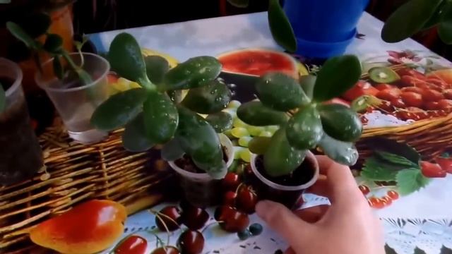 Уход за денежным деревом (толстянка, крассула) смотреть онлайн