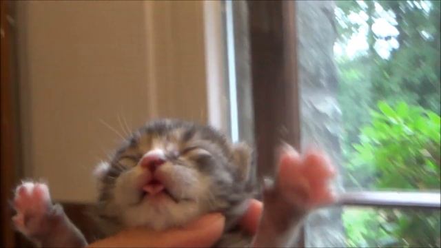 Мармеладики родились. Очень милые смешные новорожденные котята смотреть онлайн