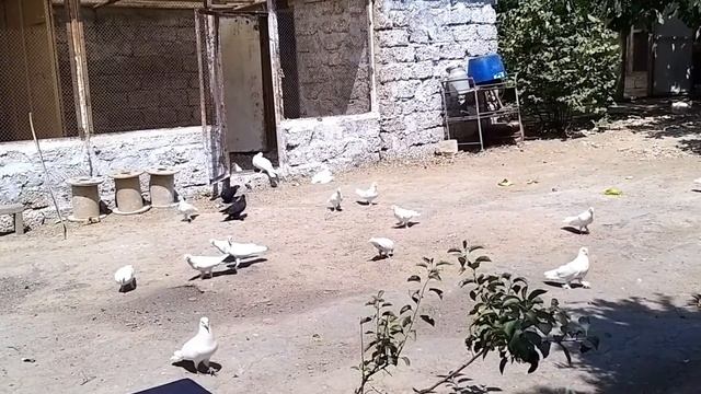 #Baku #Pigeons Все о Бакинских Голубях! смотреть онлайн