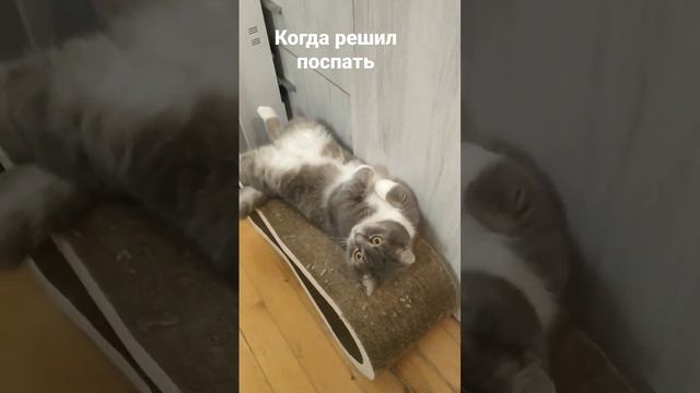 Шуше не дають поспать соседи сверху смотреть онлайн