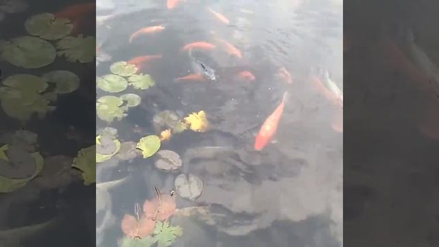 Огромные Золотые рыбки!!! Чем питаются? Фельдман ЕкоПарк!!! смотреть онлайн