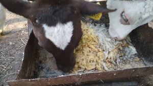 Рацион трёхмесячных телят.