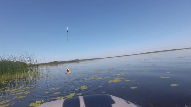 Рыбалка на р. Березина . Fishing in Belarus смотреть онлайн