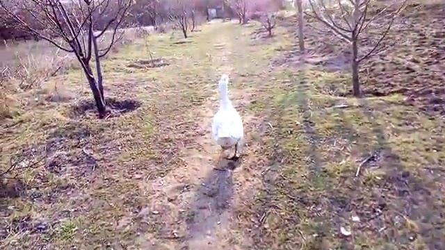 Немного из жизни гусят. смотреть онлайн