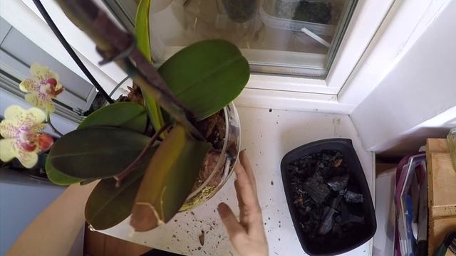 51#29 / Хобби-Цветы / ПЕРЕСАДКА И ПОЛИВ 2-Х ЖЁЛТЫХ ОРХИДЕЙ. ЗАКРЫТАЯ СИСТЕМА смотреть онлайн