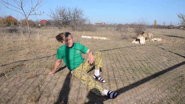 Влюбленный лев - АГРЕССИВНЫЙ ЛЕВ ! смотреть онлайн