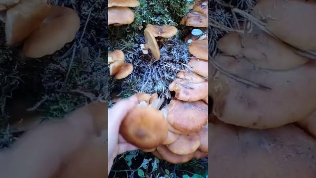 конец октября# сбор грибов!Подскажите съедобные ли это опята???Осенний опёнок??? смотреть онлайн