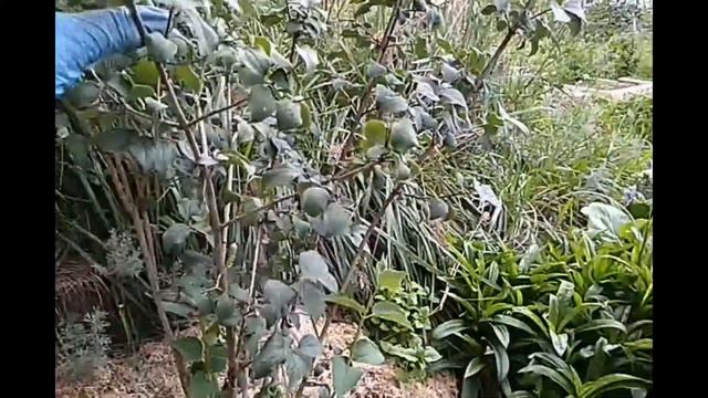 А вы ОБРЕЗАЕТЕ летом КУСТАРНИКИ? смотреть онлайн