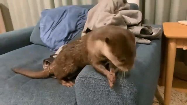 Выдра вытирается после ванной)) смотреть онлайн