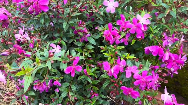 ഈ ചെടി ഒരെണ്ണം മതി പൂന്തോട്ടത്തിൽ 100 ചെടികളുടെ ഫലം കിട്ടും ❤️Pink Melastoma Wayanadan Touch Garden смотреть онлайн