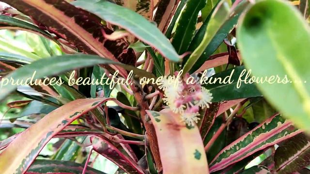 Golden Bell Croton (codiaeum Variegatum)