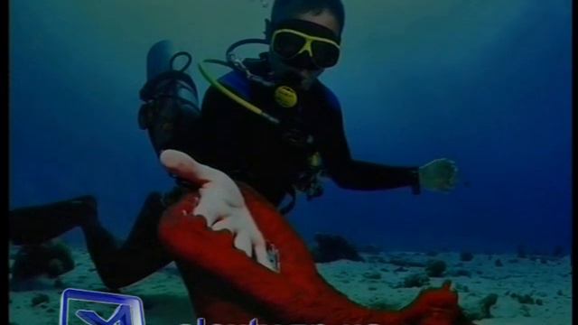 Фото подводного мира смотреть онлайн