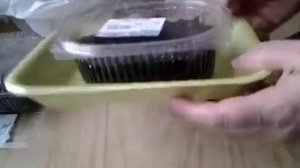 Как вырастить рассаду капусты БРОККОЛИ