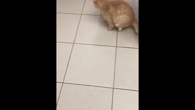История кота Константина смотреть онлайн