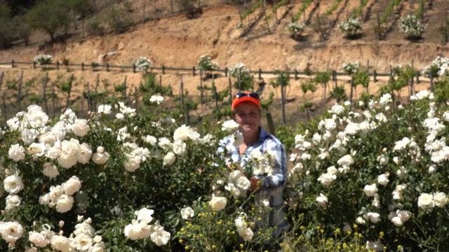 Танцующие флаги Чили смотреть онлайн