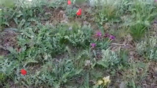Г. Кукарека. Тюльпаны на солончаке смотреть онлайн