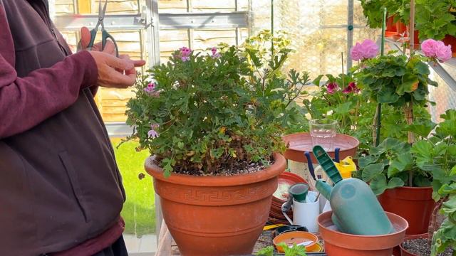 Cutting Back a Large Scented 'Fair Ellen' смотреть онлайн