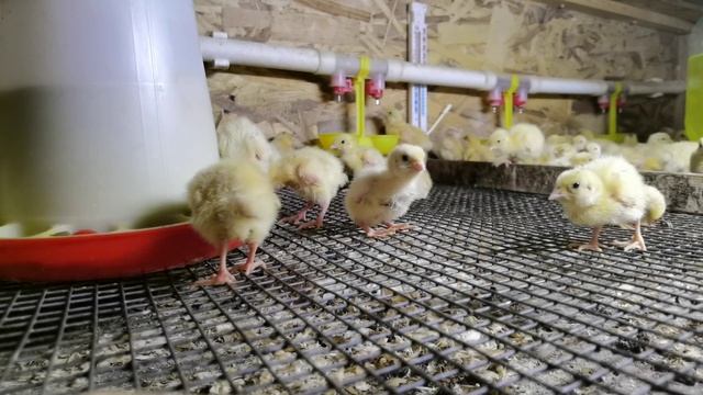 Не покупайте суточных и маленьких перепелов! смотреть онлайн