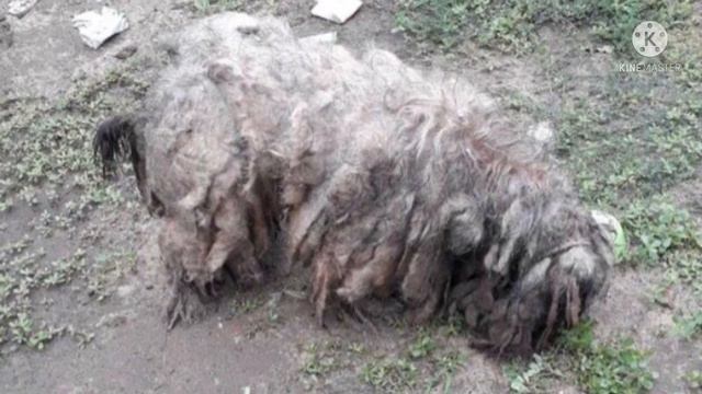 По дороге ползло существо заросшее колтунами, люди не могли определить где хвост, а где голова смотреть онлайн