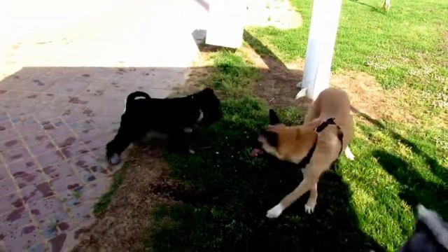 миттельшнауцер Арчи 11 - братство шнауцеров смотреть онлайн