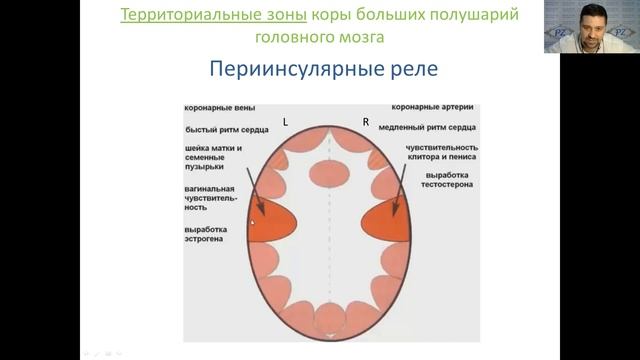ПСИХОСОМАТИКА. ГНМ. Правила для ЭКТОДЕРМЫ. Часть 7 смотреть онлайн