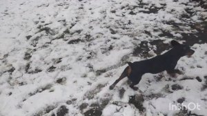 Ягдтерьер ВСЁ О ПОРОДЕ ||ИЗ ЛИЧНОГО ОПЫТА||#ягдтерьер#личныйопыт#влог