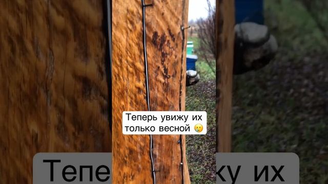 Укладываем пчёл спать до весны #пчеловодство #пчелы #роеловство смотреть онлайн