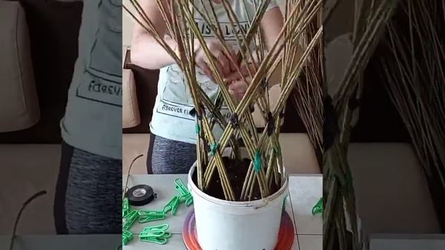 Плетёные деревья. деревья из ивы. смотреть онлайн