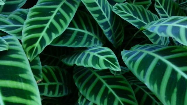 Calathea Zebrina - Zebra Plant HD 02