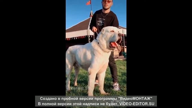 лучшие охраники частного дома . Породы собак для охраны дома!